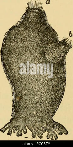 . Die Lehre von der Abstammung und Darwinismus. Evolution. Niedrigsten WIRBELTIERE. 55 direkte Nachkommen der heutigen Affen; denn sie aus diesen Beobachtungen ableiten auf der Ascidian Larve, dass Wirbeltiere stammen von den seescheiden sind. Ihre übereinstimmung Vielmehr zwingt uns eine unbekannte ursprüngliches Wirbeltier Familie zu übernehmen, der von einigen Zweig der heterogenen Abteilung des Annulosa. Aus dem Tes-diese wichen auf der einen Seite tacea, wer könnte vielleicht mischanced vertebrata bezeichnet werden, und auf der anderen die wahre Wirbeltiere/^ Die Amphioxus, die in den Sand lebt in s Stockfoto