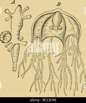 . Die Lehre von der Abstammung und Darwinismus. Evolution ...