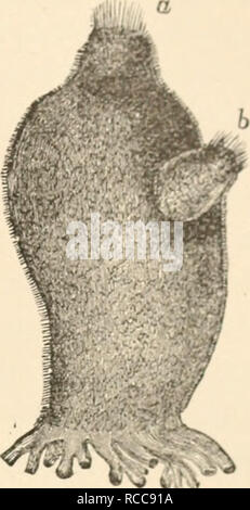 . Die Lehre von der Abstammung und Darwinismus. Evolution. Niedrigste VKRTKr. kATK Tiere. •) - Direkte Nachkommen der heutigen Affen; denn sie aus diesen Beobachtungen auf der Ascidian Larve tliat Wirbeltieren infer stammen von den Seescheiden. Ihre übereinstimmung Vielmehr zwingt uns eine unbekannte ursprüngliches Wirbeltier Familie zu übernehmen, der von einigen Zweig der heterogenen Abteilung des Annulosa. Aus dem Tes-Diese tacea divergred auf der einen Seite, die vielleicht mischanced vertebrata bezeichnet werden, und auf der anderen die wahre Wirbeltiere.'' * Die Amphioxus, die Leben in der s Stockfoto