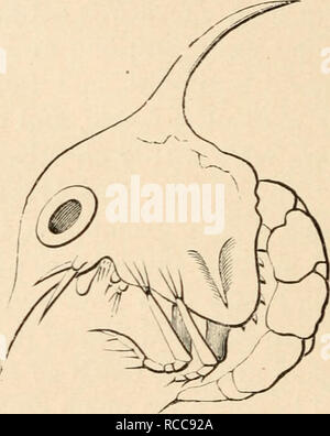 . Die Lehre von der Abstammung und Darwinismus. Evolution. Abb. 7.. Abb. a dennoch, es bleibt die Tatsache, dass die Parallelität der individuelle Entwicklung mit der systematischen Serie, in die die einzelnen gehört; und, unter Tausenden von Beispielen, wählen wir einige der am besten zugänglichen und überzeugend. Polypes haben immer systemati-Cally unterhalb der Medusae; in der Entwicklung von vielen. Bitte beachten Sie, dass diese Bilder extrahiert werden aus der gescannten Seite Bilder, die digital haben für die Lesbarkeit verbessert - Färbung und Aussehen dieser Abbildungen können nicht Perfekt resembl Stockfoto