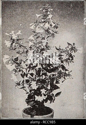 . Dreer's 1907 Garten Buch. Samen Kataloge; Baumschulen Kataloge; Gartengeräte und Zubehör Kataloge; Blumen Samen Kataloge; Gemüse; Früchte Samen Samen Kataloge Kataloge. Abelia Chinensis Gkandiflora. Akazie. Armata. Die begehrtesten Haus plant Nachfolger unter den gleichen Bedingungen wie die Azaleen und Kamelien, die hellen Kanariengelben kugelförmigen Blüten sind im März und April produziert; sehr wirkungsvoll. 50 cts. und $ 1,00. AGLAONEMA. Zwerg - wachsende Aroids, mit hübschen varie - gated Laub; geeignet für die Warme conserv - atory. Costatum. Sehr kompakt, herzförmigen Blätter von dunklen, s Stockfoto