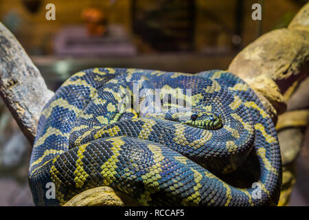 Nahaufnahme einer gelb mit schwarzen Schlange auf Festlegung auf einen Zweig, tropischen Reptil Stockfoto