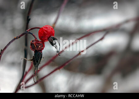 Getrocknete Hagebutte Beeren im Winter gegen einen verschwommenen Hintergrund close-up Stockfoto