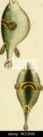 . D. Marcus Elieser Bloch, ausübenden Arztes zu Berlin... Naturgeschichte der ausländischen Fische... Ichthyology; Fische, Fische. t 5. ^^. Bitte beachten Sie, dass diese Bilder sind von der gescannten Seite Bilder, die digital für die Lesbarkeit verbessert haben mögen - Färbung und Aussehen dieser Abbildungen können nicht perfekt dem Original ähneln. extrahiert. Bloch, Marcus Elieser, 1723-1799; Gürsch, C.F., Stecher; Haas, Peter, 1754-1804, Stecher; Krüger, Kranke; Schmidt, L., Stecher; Printz Moritz, Kranke; Plumier, Pat. , Krank, Baird, Spencer Fullerton, 1823-1887, der ehemalige Eigentümer. DSI. Berlin: Stockfoto