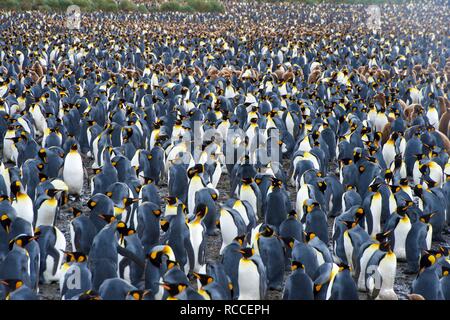 Ein großer König Pinguinkolonie, mit Tausenden von Personen, die in Sallsbury Ebene, in South Georgia Stockfoto