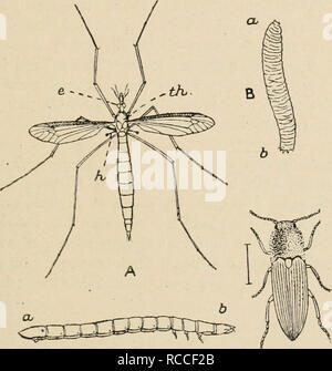 . Umleitungen von einem Naturwissenschaftler. Natural History. DADDY - Beine 217 Größe, sind Sie in einem sehr viel schwand Condi- tion. Da die meisten unserer gemeinsamen fliegt sehr klein sind, ist es. D^Abb. 22. A, der Kran-fly (Daddy-Long-Legs), Tipula oleracea. e, das linke Auge; / Ich, einer der Balancer oder "halleres, "Welches sind die modifizierten zweiten Paar Flügel;^/i, den Thorax. Natürliche Größe. B, der "Leder Jacke", der grub der Kran - Fliegen. Ein, Leiter; d, Schwanz. Natürliche Größe. C, Käfer oder Überspringen - Jack, Elater Obscurus. Die Zeile neben seiner natürlichen Größe zeigt. D, die wahre Draht Stockfoto