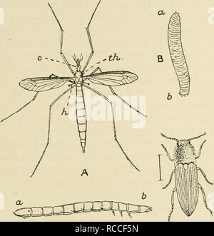 . Umleitungen von einem Naturwissenschaftler. Natural History. DADDY - Beine 217 Größe, sind Sie in einem sehr viel schwand Condi- tion. Da die meisten unserer gemeinsamen fliegt sehr klein sind, ist es. D^Abb. 22. A, der Kran-fly (Daddy-Long-Legs), Tipula oleracea. e, das linke Auge; h, einer der Balancer oder "halteres", Th, den Thorax. Natürliche der modifizierten zweiten Paar Flügel; Kopf B, der "Leder Jacke", der grub der Kran - fliegen. b, Schwanz. Natürliche Größe. C, Käfer oder Überspringen - Jack, Elater Obscurus. Die Zeile neben seiner natürlichen Größe zeigt. D, die wahre Kabel-Worm oder grub Stockfoto