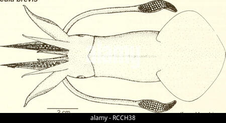 . Verteilung und Abundanz von Fischen und Wirbellosen im Golf von Mexiko Mündungen. Fische---- Mexiko, Golf von; Flussmündungen - Mexiko, Golf von. Bucht squid Lolliguncula brevis Erwachsenen. 2 cm (von Winkler et al. 1989) Common Name: Bay squid Wissenschaftlicher Name: Lolliguncula brevis Weitere Namen: Atlantic kurze Squid (Turgeon et al. 1988), thumbstall Squid (Andrews 1981); kurze, kurze Squid Squid, mindestens Squid (Bane et al. 1985); Gemeinsame Gulf squid (dillion und Dial 1962); Calmar doigtier (Französisch), calamar dedal (Spanisch) (Fischer 1978). Klassifizierung (Turgeon et al. 1988) Stamm: mollusca Klasse: C Stockfoto