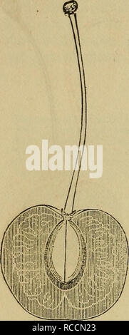. Elliott's Obst Buch;. Obst - Kultur; Obst. [Aus dem alten Katalog]. 196 DIE Kirsche. Gouverneur Holz.. Von Prof. Kirtland, 1842 angehoben, und zu Ehren von Ruben Holz genannt, später Gouverneur von Ohio. Der Baum ist eine kräftige, gesunde Anbauer, bilden ein abgerundetes, regelmäßige Kopf; sehr pro-ductive während Junge; Blumen groß. Obst, der größten Größe, rundlich, Herz, Form, Farbe, reichen, gelb, marmoriert oder mit einem schönen Carmine flush marmoriert; aufgewachsen in der Sonne, wird es zu einer klaren, kräftigen Rot; chirurgisches Nahtmaterial Halbrund, auf Oppo-Seite, gefolgt von einem dunklen Linie; Fleisch, Licht, hellgelb, mit r Stockfoto