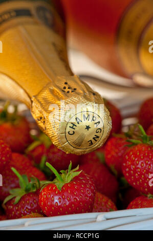 Erdbeeren Champagner Flaschen Champagner Rosé Wein Cabinet mit frischen Erdbeeren in weißer Präsentation Körbe am Frühling/Sommer Sportveranstaltung Stockfoto