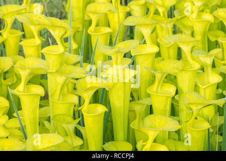 Gelbe Schlauchpflanzen (Sarracenia flava) saftig, dicht, post Wachstum entlang der Kante von Carolina Bay in Francis Marion National Forest brennen. SC, Frühling. Stockfoto