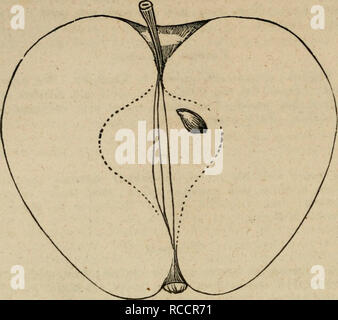 . Elliott's Obst Buch; oder die amerikanische Frucht des Erzeugers Guide im Obstgarten und Garten. Ein compend der Geschichte, Formen der Vermehrung, Kultur, etc., von Obstbäumen und Sträuchern, mit Beschreibungen von fast alle Sorten von Obst in diesem Land kultiviert; stellt ihrer Anpassung an Gemeinden und Böden, und auch eine vollständige Liste der Früchte der Anbau. Obst - Kultur - Vereinigte Staaten; Obst. 134 DIE APPLE.. gelb, saftig, knackig, mild, fast süß; "Sehr gut." Februar. November in Fulton. Native des Kantons Co., 111. Original Baum, wenn sie 19 Jahre alt, hat 36 1-2 Inc. Stockfoto