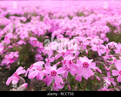 Natürliche Blick auf schöne rosa moss Phlox (Shiba - Sakura) Feld in shibazakura Festival vor den Berg Fuji, Fujikawaguchiko, Minamitsuru, Yamanashi, J Stockfoto