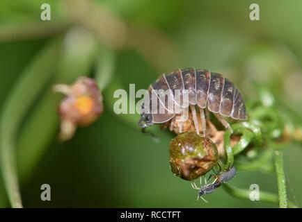 Leistungsbeschreibung Bug im Patch von üppiger Frühling Bodendecker mit busy kleinere Insekten darunter. Stockfoto