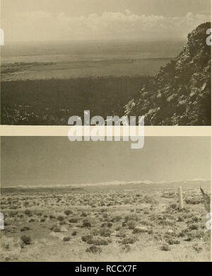 . Verteilung der Säugetiere in Colorado. Säugetiere. Monographie MUS. NAT. HIST. Nr. 3, Schild 5. Platte 5 1. Semidesert Grünland, pygmy Nadelbaum woodland, San Luis Valley (Blick WSW aus der Nähe von Mund von North Crestone Canyon, 7500 ft., Saguache County, Juli 1969). 2. Semidesert Scrub, San Luis Valley (anzeigen E-Station Culebra Bereich entlang Colorado-New Mexiko Grenze, in der Nähe von Garcia, 7700 ft., San Juan County, April 1969). Bitte beachten Sie, dass diese Bilder extrahiert werden aus der gescannten Seite Bilder, die digital haben für die Lesbarkeit verbessert - Färbung und Aussehen dieser Abbildungen können nicht perfec Stockfoto