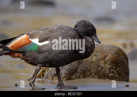 Ein männlicher Paradies Ente sucht nach Essen am Strand von Flea Bay, Canterbury, Neuseeland Stockfoto