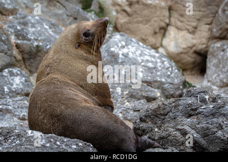 Eine Dichtung ruht auf dem felsigen Ufer am Pohatu Marine Reserve, Flea Bay, Neuseeland Stockfoto