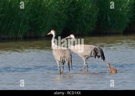 Common/Eurasische Kranich (Grus Grus) Paar von den großen Kran Projekt in 2010 veröffentlicht, mit ihren jungen Küken in einem sumpfgebiet Pool, Gloucs, Juni 2018 Stockfoto