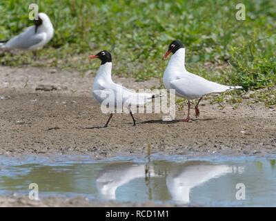 Mediterrane Möwe (Larus melanocephalus) Paar umwerben auf einem See, Wandern im Einklang und Kopf - Verbeugung, Gloucestershire, UK, Juni Stockfoto