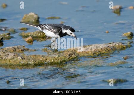 Pied Bachstelze (Motacilla alba) Futter für aquatische Insekten in einem kleinen Bach, Gloucestershire, UK, Juni. Stockfoto