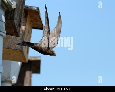 Ein Mauersegler (Apus apus) fliegen aus einem Nest auf dem Dach einer Hütte nach Holen in Nistmaterial Hilperton, Wiltshire, UK, Mai. Stockfoto