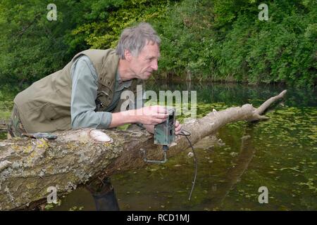 Tom Buckley ein trailcam auf einer Weide (Salix sp.) von Eurasischen Biber (Castor Fiber) auf dem Fluss Otter, Devon, UK, Juni 2015 gefällten Stockfoto