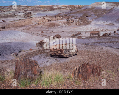 Versteinertes Holz entlang der Crystal Forest Loop Trail, Petrified Forest National Park, Arizona. Stockfoto