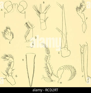 . Entdeckung berichten. Discovery (Schiff); Wissenschaftliche Expeditionen; Ocean; Antarktis; Falkland Inseln. Systematische Bericht 171. Abb. 42. Neomysis patagona Zimmer. A, vordere Ende des Panzers und Augen in dorsalansicht, x16; B, antennular Stiel, x16; C, links Antenne, x16; D, Unterkiefer, x20; E, Oberkiefer, x20; F, endopod der ersten thorakale Anhängsel mit epipod, x20; G, endopod der zweiten Brust- Anhängsel, x20; H., 6 Brust- Anhängsel der weiblichen, x16; J, rechts uropod, x16; K, Telson, x16. Neomysis monticellii Colosi, 1924 (Abbn. 43A, 44A-C) 1924 Neomysis monticellii Colosi, S. 6, Abb. 7.-9. Stockfoto