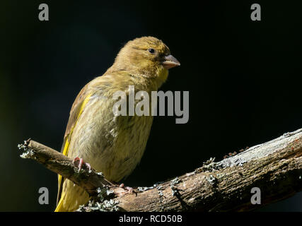 Grünfink sitzen auf einem Zweig Stockfoto