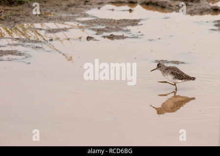 Bruchwasserläufer (Tringa glareola) für Essen im Lake Manyara National Park, Tansania suchen Stockfoto