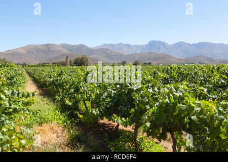 Wine Farm in der Breede River oder Robertson Valley, Route 62, Western Cape Town, Südafrika, Blick über die Weinberge Langeberg Mountains Stockfoto