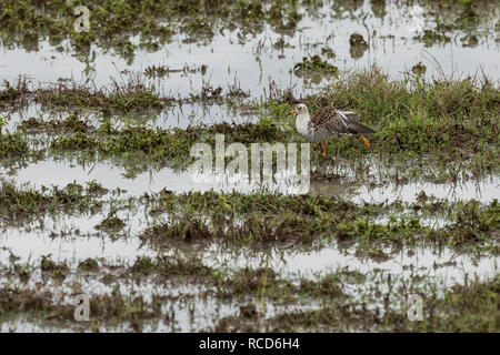 Kampfläufer (Philomachus pugnax) männliche Zucht im Gefieder auf der Suche nach Nahrung in den Ngorongoro Krater, Tansania Stockfoto