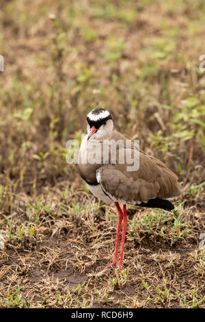 Gekrönt Plover (Vanellus coronatus) auf der Suche nach Nahrung über die Savanne in Ngorongoro Krater, Tansania Stockfoto