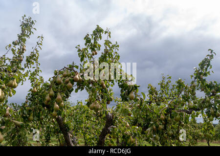Birne Bäume wachsen in der Obstgarten, beladen mit reifen Früchten. Stockfoto