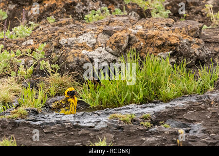 Vitelline maskierte Weaver (ploceus Vitellinus) männliche Baden in einer Wasserpfütze im Ngorongoro Krater, Tansania Stockfoto