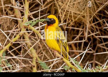 Weniger maskiert Weaver (ploceus Intermedius) mit Essen in seinen Mund thront auf einem dornigen Zweig im Ngorongoro Krater, Tansania Stockfoto