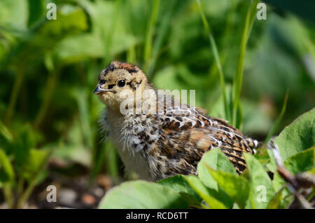 Fichtenhuhn Küken in einem Nadelwald. Kootenai National Forest in den Purcell Mountains im Nordwesten von Montana. (Foto von Randy Beacham) Stockfoto