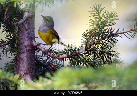 MacGillivray's Warbler füttert im Sommer in einem Fichtenwald in der Scenic Area des Northwest Peak. Purcell Mountains, Montana. (Foto von Randy Beacham Stockfoto