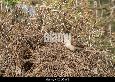 Chestnut Sparrow (Passer eminibey) Küken percked auf einem Weber Vogelnest im Serengeti National Park, Tansania Stockfoto