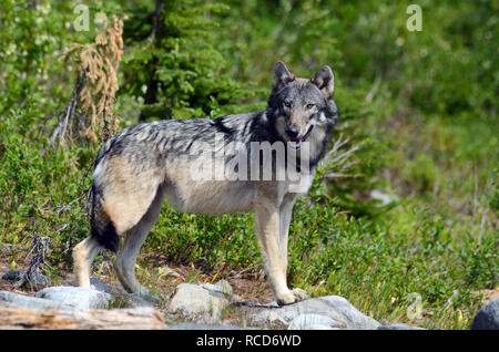 Wilder grauer Wolf im Nordwest-Gipfel im Sommer. Purcell Mountains, Nordwesten von Montana. (Foto von Randy Beacham) Stockfoto