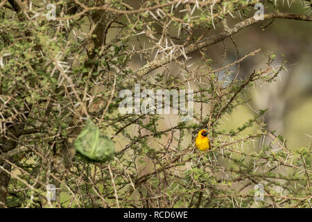 Vitelline maskierte Weaver (ploceus Vitellinus) auf einem Zweig in der Nähe ihr Nest in der Serengeti National Park, Tansania thront Stockfoto