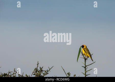 Vitelline maskierte Weaver (ploceus Vitellinus) auf einem Zweig mit Gras im Maul im Serengeti National Park, Tansania thront Stockfoto