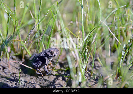 Jungkröte in einem feuchten Ufergebiet neben einem Bergsee im Fish Lakes Canyon. Mount Henry Roadless Area, MT. (Foto von Randy Beacham) Stockfoto