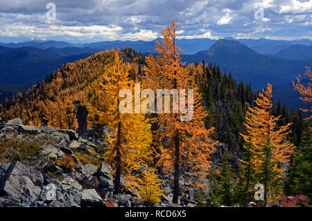 Alpine Lärche in der zehn Seen Scenic Area im Herbst. Kootenai National Forest in der Purcell Whitefish Range, Montana. (Foto von Randy Beacham) Stockfoto