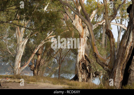 Fluss Redgums wächst an den Ufern des Murray River, nach der Brücke, Abortsford Yelta, Victoria, Australien. Stockfoto