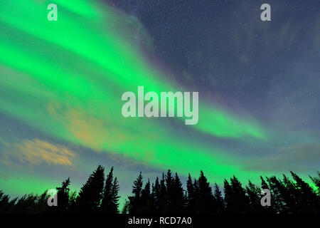 Aurora Borealis (Nordlicht) über Fichten in der Nähe von Great Slave Lake, Hay River, Northwest Territories, Kanada Stockfoto