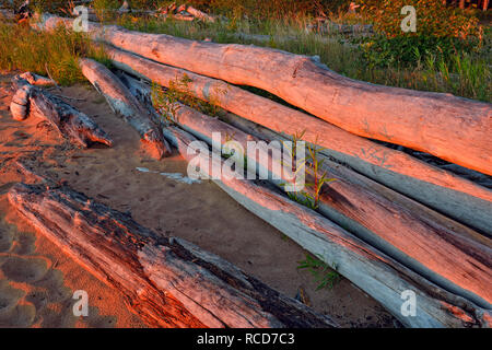 Treibholz am Ufer des Great Slave Lake mit Goldrute, Hay River, Northwest Territories, Kanada Stockfoto