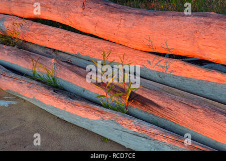 Treibholz am Ufer des Great Slave Lake mit Goldrute, Hay River, Northwest Territories, Kanada Stockfoto