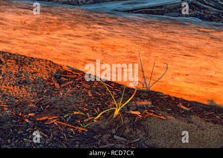 Treibholz am Ufer des Great Slave Lake mit Detritus und Strand Gras, Heu, Northwest Territories, Kanada Stockfoto