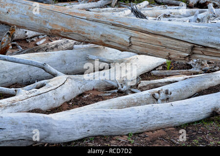 Treibholz am Ufer des Great Slave Lake, Hay River, Northwest Territories, Kanada Stockfoto